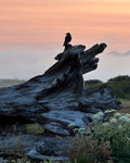 Blackbird Beach *Limited Edition* Original Photography Paper Prints & Framed Metal Prints