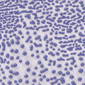 CR-54 Purple