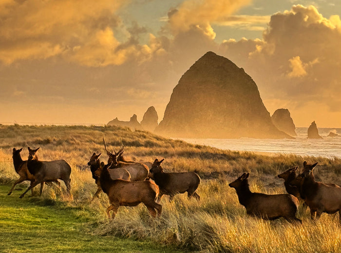 Haystack Herd Running Landscape Original Photography Paper Prints & Framed Metal Prints