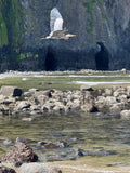 Heron & Sea Caves *Limited Edition* Original Photography Paper Prints & Framed Metal Prints