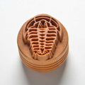 Scl-122 Large Round Stamp Trilobite Fossil