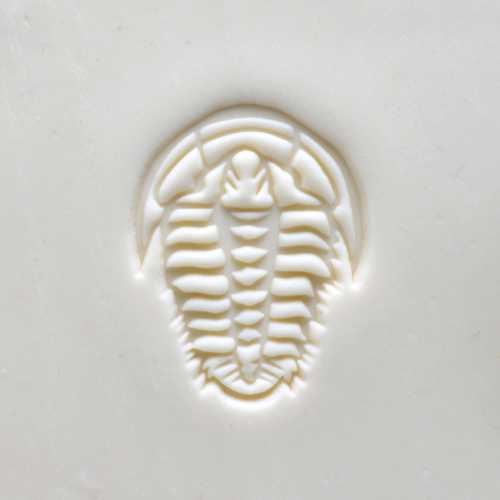 Scl-122 Large Round Stamp Trilobite Fossil