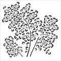 TCW862 Maidenhair Fern Stencil 6x6