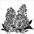 TCW913s Lilacs