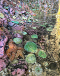 Tidepool DreamlandOriginal Photography Paper Prints & Framed Metal Prints